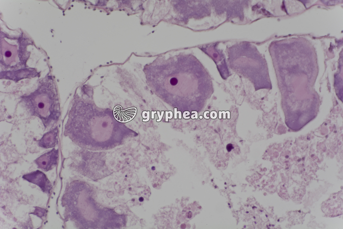 Ovaire d'Oursin x100 - gryphea.com